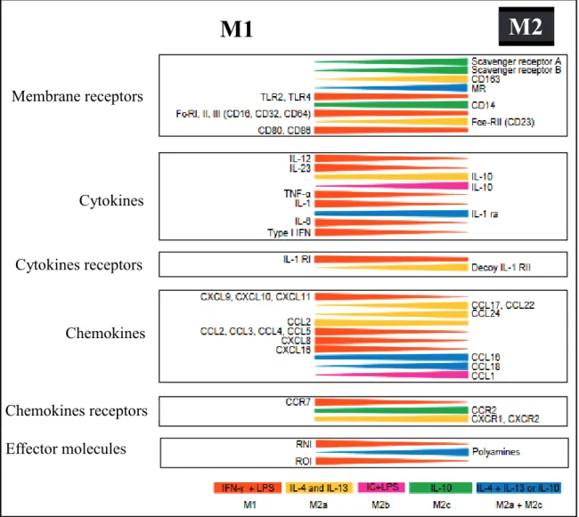 Figure 12 : Représentation phénotypique des macrophages M1, M2a, M2b, M2c et M2a + M2c