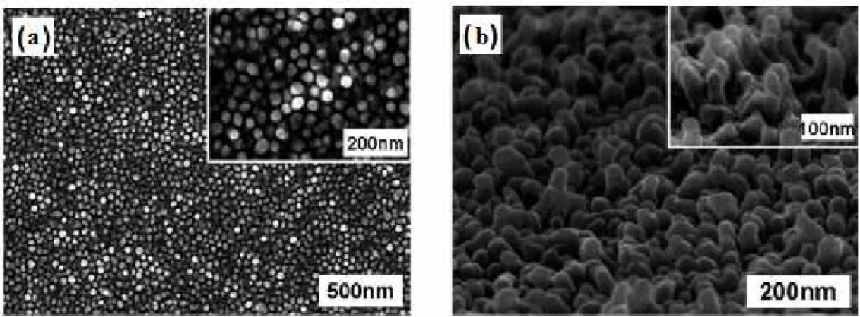 Figure  1-12:  Images  MEB  de  films  de  nanostructures  de  polypyrrole  synthétisés  sur  un  substrat d’ITO