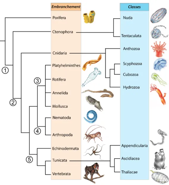 Figure 1.1: Arbre phylogénétique du vivant précisant et détaillant la position des méduses.