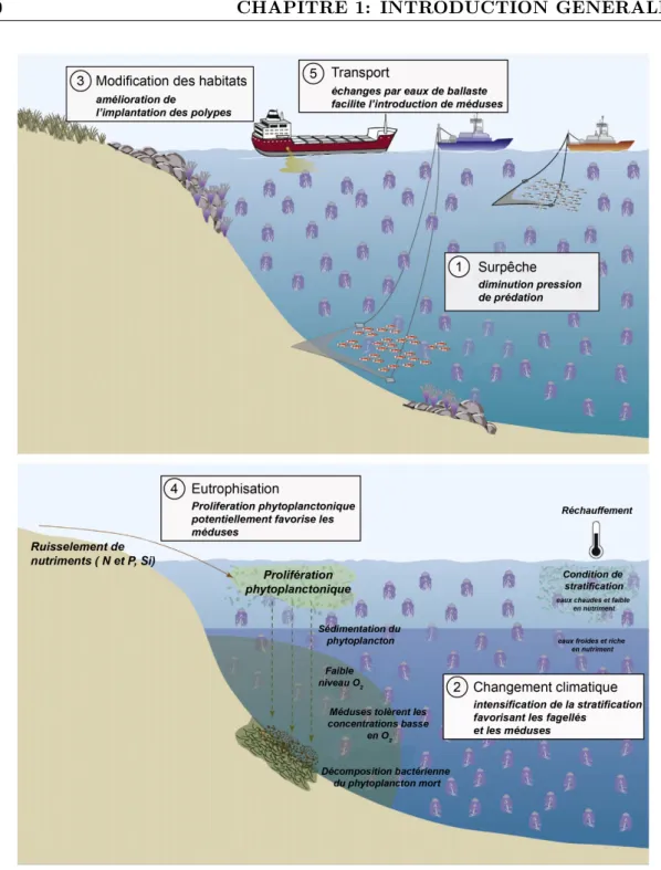 Figure 1.3: Schéma illustrant les potentiels mécanismes susceptibles de favoriser les pro- pro-liférations de gélatineux dans les océans issu de Richardson et al
