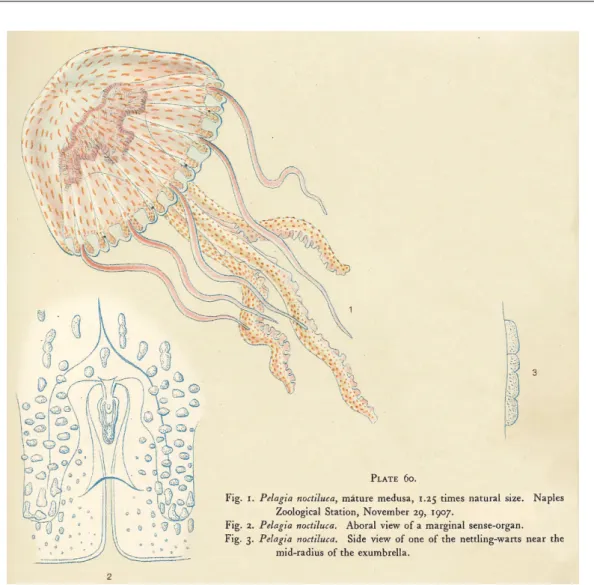 Figure 1.8: Planche dessinée par Mayer en 1910 représentant Pelagia noctiluca (1), un de ses organes sensoriels marginaux (2) et une de ses nombreuses verrues situées sur l'ombrelle (3).