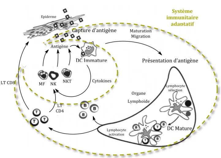 Figure   7   -­‐   Différents   rôles   des   DC   en   particulier   dans   le   système   immunitaire   adaptatif   (LT   pour   Lymphocytes    T   et   MF   pour   macrophage)