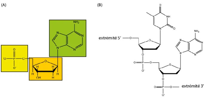 Figure  1.2 :  (A)  Un  monomère  d’une  chaîne  simple  brin  d’ADN,  avec  l’assemblage  d’un groupement phosphate, d’un désoxyribose et d’une base azotée, ici l’adénine
