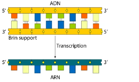 Figure  1.3 :  La  transcription  de  l’ADN  donne  une  molécule  d’ARN  simple  brin  complémentaire du brin support