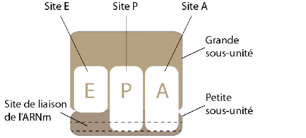 Figure 1.8 : Représentation schématique d’un ribosome assemblé avec présentation des  différents sites d’intérêt du ribosome 