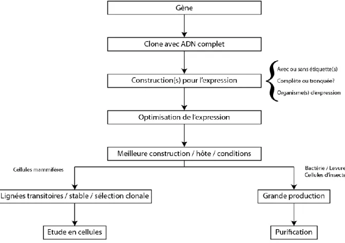 Figure 1.10 : Schéma de réflexion et de travail typiquement adopté pour l’expression de  protéines in vivo 