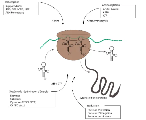 Figure  1.12 :  Le  système  CFPS.  Une  production  efficace  de  protéines  recombinantes  nécessite  la  présence  d’ARNt  (Acides  ribonucléiques  de  transfert),  d’énergie,  de  facteurs  de  traduction  et  la  transcription  d’ARNm