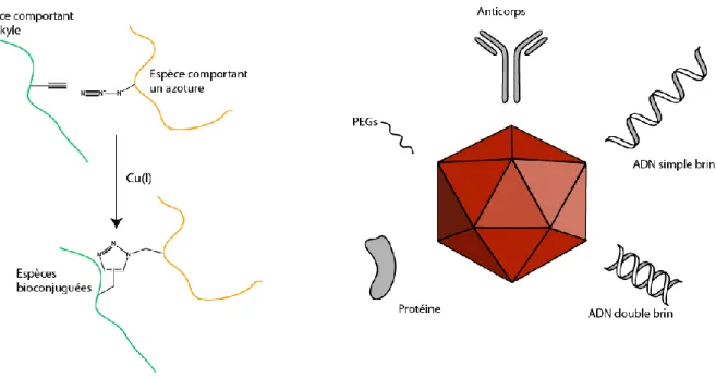 Figure  1.17 :  Chimie  Click  et  bioconjugaison  de  macromolécule  sur  des  VLPs. 