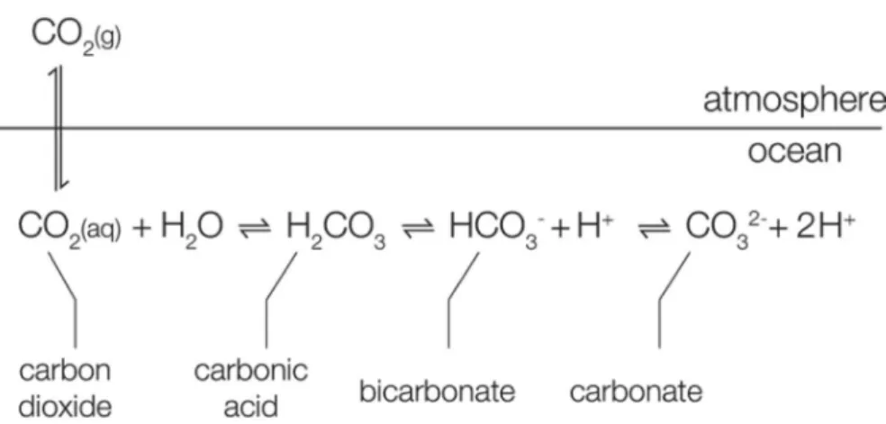 Figure I-2. Atmosphere-Ocean CO 2  exchanges and carbonate chemistry equilibrium. Source: 