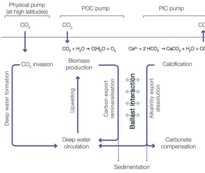 Figure I-4. Representation of the solubility pump, the biological pump and carbonate pump