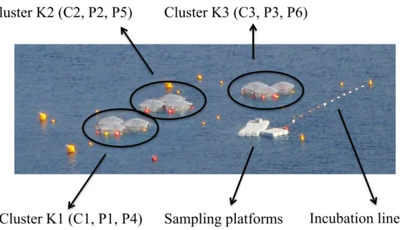 Figure  II-1.  Mesocosms  deployed  in  the  Bay  of  Calvi  showing  the  different  clusters  and  mesocosms (see text for more details)