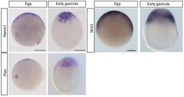 Figure  20:  Nanos1,  Piwi  and  Wnt3  expression  pattern  in  eggs  and  at  early  the  gastrula  stage
