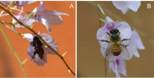 Fig. 1. Visitantes florais de Ionopsis utricularioides nas flores da orquídea. (A) Scaptotrigona aff