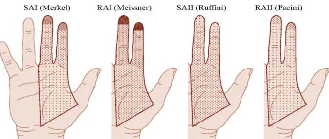 Figure 1.2-13 La répartition des types de récepteurs dans la main humaine. Le nombre de fibres  nerveuses sensorielles innervant dans une zone est indiqué par la densité de points  [39]