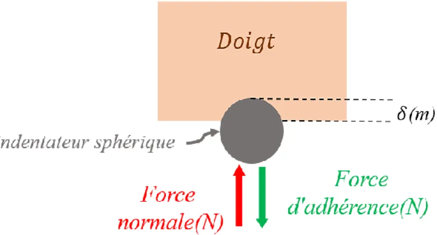 Figure 2.2-1 Représentation schématique du système d'indentation, il permet d'analyser la force  d'adhérence entre un substrat et un indenteur sphérique