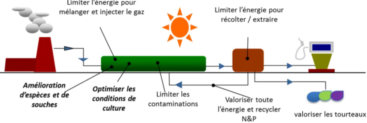 Figure A6 : la production des microalgues et les verrous associés à chaque étape 