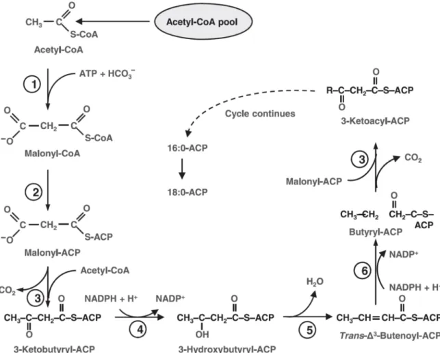 Figure B4 : Voies métaboliques de la synthèse de novo d’acide gras (Hu et al., 2008). 