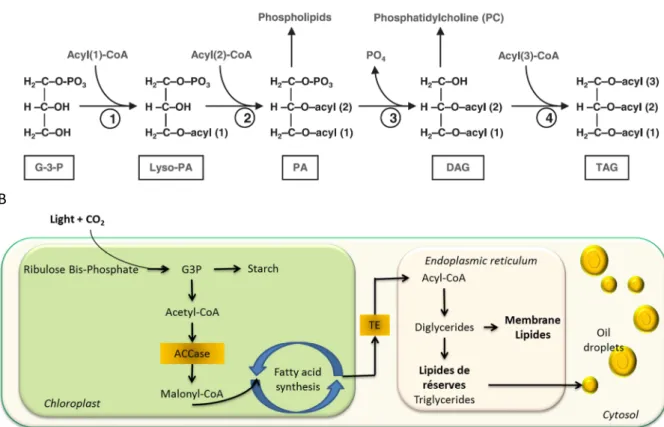 Figure  B5 :  A)  Schéma  simplifié  de  la  synthèse  des  différents  lipides  complexes  (Hu  et  al.,  2008)