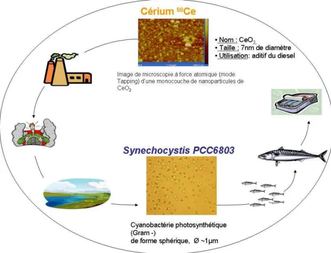 Figure 7 Choix du modèle d’étude : cycle de vie de nanoparticules de CeO 2  et impact environnemental  potentiel