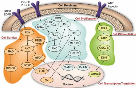 Figure 1.3. Cellular signaling pathways implicated in the pathogenesis of HCC (Source: