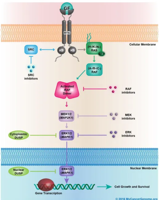 Figure 1.4. Summary of MAP kinases pathway (Source: www. mycancergenome.