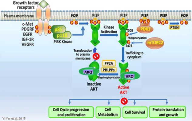 Figure 1.7. AKT pathway inhibition by ARQ inhibitors: ARQ 092 and ARQ 751 (Source: (Yu, Savage et al