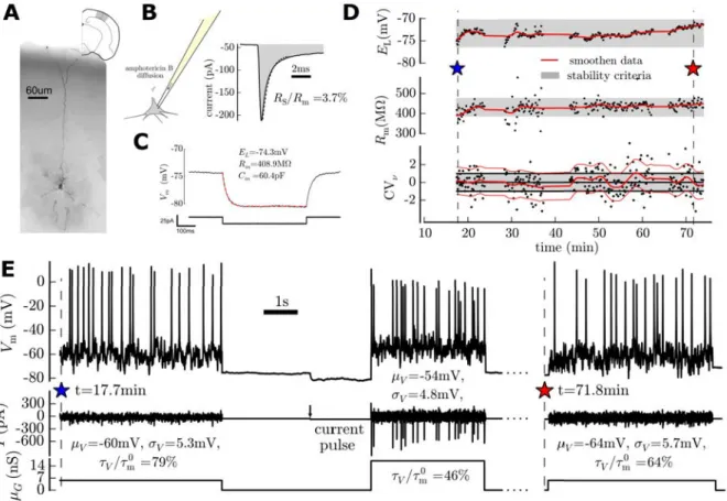 Figure 4: The exploration of a physiologically-relevant space in layer 5 pyramidal neurons of juvenile mice