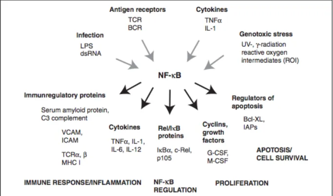 Figure 2. Certains stimuli activant NF-κB et ses différentes cibles [28].  