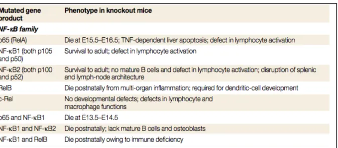 Tableau 2. Phénotype des souris KO pour les membres de la famille NF-κB [57]   