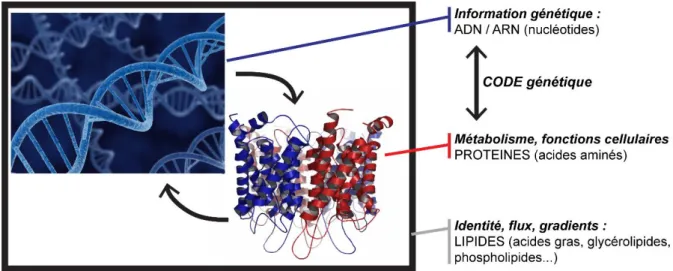 Figure 1 : Représentation schématique des propriétés essentielles du vivant et des molécules de  bases associées