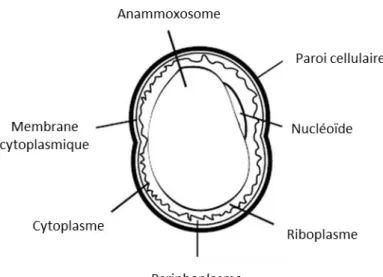 Figure 3 : Représentation schématique d’une bactérie anammox possédant un anammoxosome