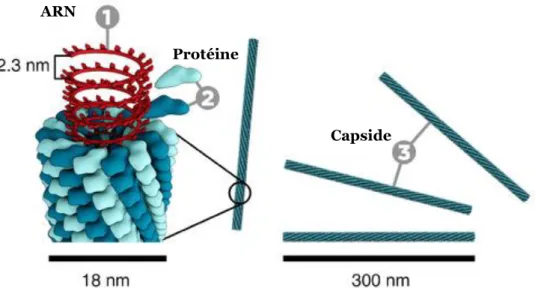 Figure 55 Auto-assemblage du virus de la mosaïque du tabac (source : www.scistyle.com) 