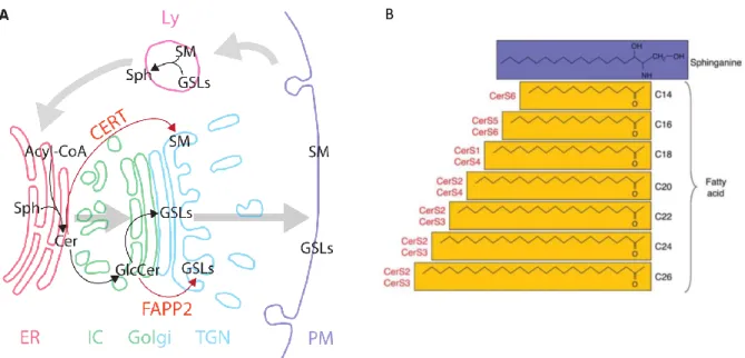 Figure 1.4.3: (a) GSL synthesis and transport through cellular compartments. 72  (b) Ceramide synthase (CerS)  specificities