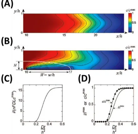 Figure  2.3 :  Comparaison  de  profils  de  concentration  traversant  le  microcanal  à          d’une  espèce  électroactive  en  absence  (A)  ou  en  présence  (B)  d’une  électrode  bande  de  largeur   