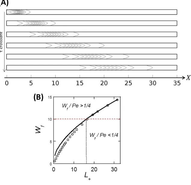 Figure  2.7 :  (A)  Profils  de  concentration  correspondant  à      ,     ,     ,           et  3   et  générés  en  imposant  une  fonction  de  Heaviside  à  l’entrée  (      )