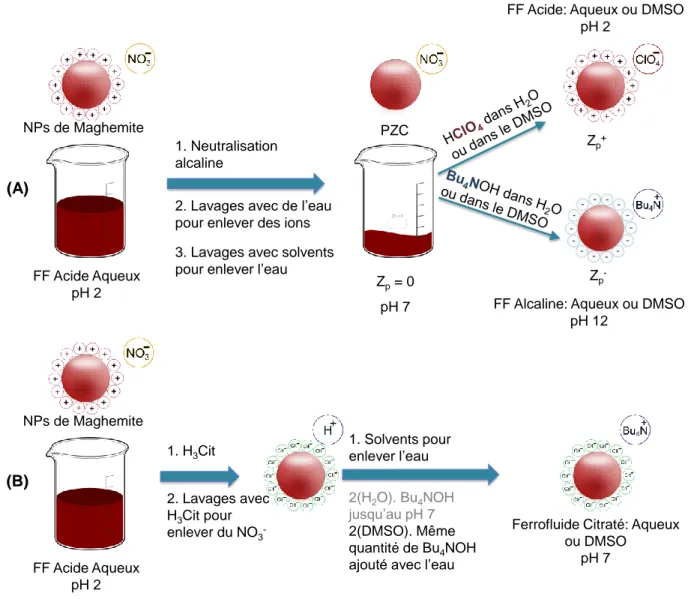 Figure 1. Schéma du procédé d’élaboration des ferrofluides dans l’eau ou le DMSO : (A) en  milieu acide ou basique ; (B) en milieu neutre avec des particules recouvertes de citrate
