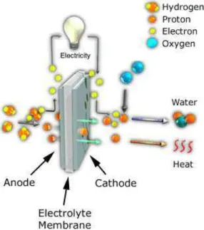 Figure I-18: Illustration schématique du fonctionnement d'un mono cellule de      PEMFC H 2 /O 2  [Kar09] 