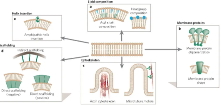 Fig. 1.10. Diérentes façons possible pour induire une courbure dans une membrane avec des protéines : (a) composition asymétrique entre les deux feuillets