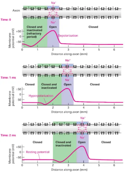 Fig. 1.11. Mécanisme de propagation du potentiel d'action dans un axone : La dépo- dépo-larisation initiale de la membrane induit l'ouverture des canaux limitrophes