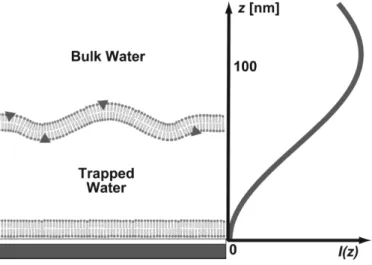 Fig. 2.10. A gauche : schéma d'une membrane uctuante supportée (sur une pre- pre-mière membrane)