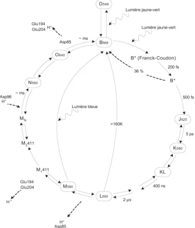 Fig. 4.3. Cycle de pompage de la BR indiquant les diérents intermédiaires et les temps de transition