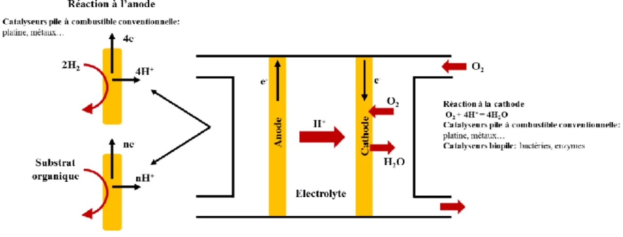 Figure I.1: Comparaison entre une pile à combustible conventionnelle et une biopile  Le potentiel à circuit ouvert (PCO) ainsi que les courbes de polarisation et de puissance  permettent d’évaluer les performances d’une biopile [4]