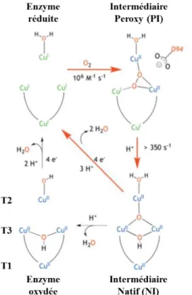 Figure I.11: Mécanisme de réduction du dioxygène [21] 