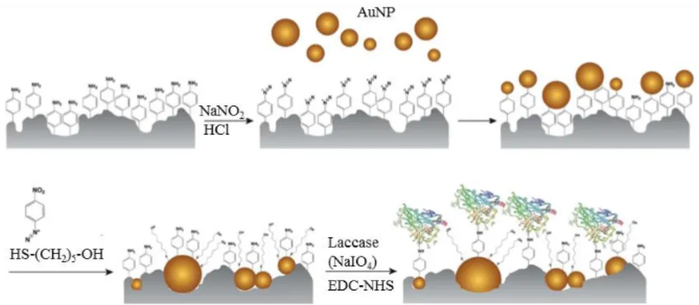 Figure I.24: Schéma de principe de la fonctionnalisation d’une surface de  graphite par des  nanoparticules d’or et immobilisation de la laccase [62] 