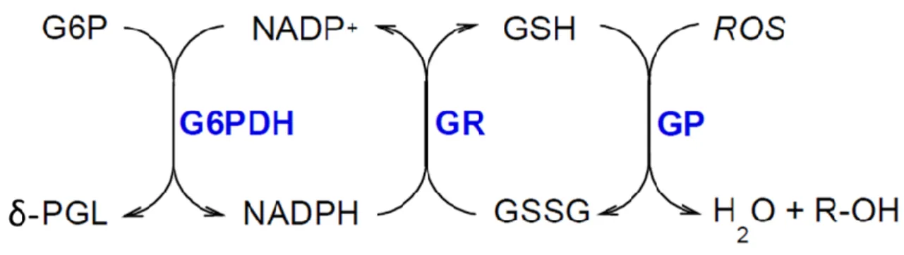Figure 11 : Mécanisme réactionnel du système de réduction des radicaux libres via le système GSSG/GSH