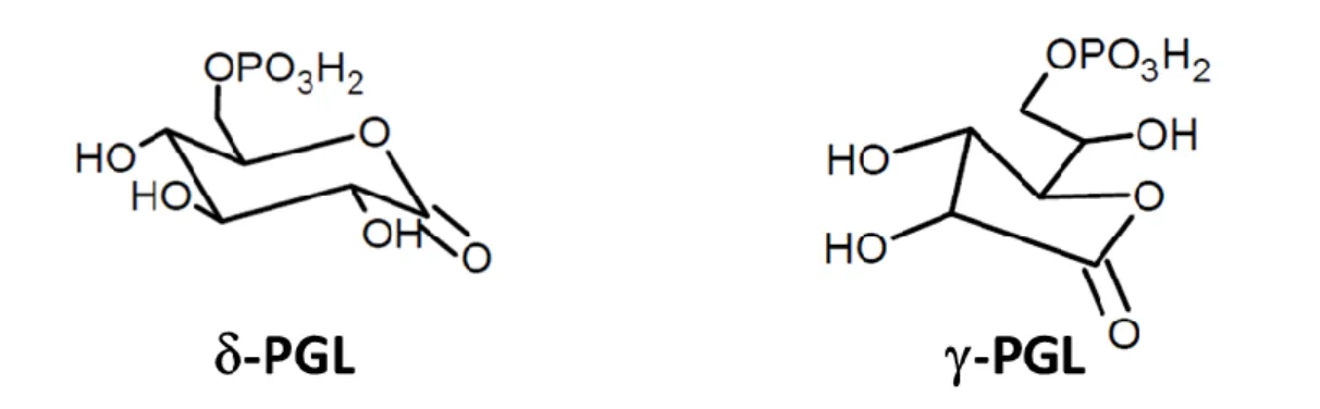 Figure 12 : Représentation des deux substrats de la 6PGL : la -6-phosphogluconolactones (-PGL) et la  -6- -6-phosphogluconolactones (-PGL).