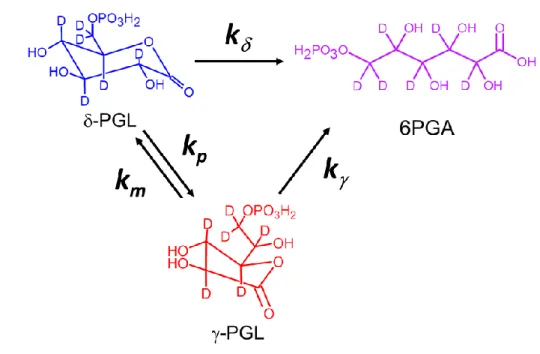 Figure 37 : Représentation des réactions chimiques observées en l’absence de la 6PGL.  