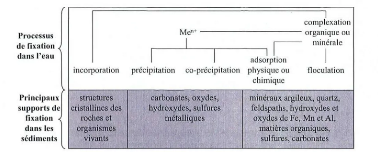 Tableau 1.4: Sites importants de fixation des contaminants organiques et inorganiques au sein du sédiment