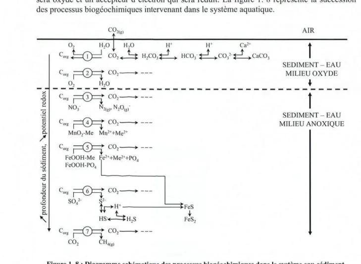 Figure 1.8: Diagramme schématique des processus biogéochimiques dans le système eau-sédiment.