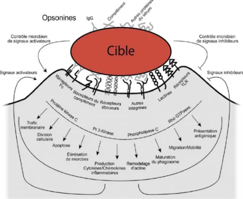 Figure 1.2. La capture des pathogènes nécessite des interactions moléculaires spécifiques entre les bactéries et  la  surface  du  macrophage  et  se  fait  de  deux  manières